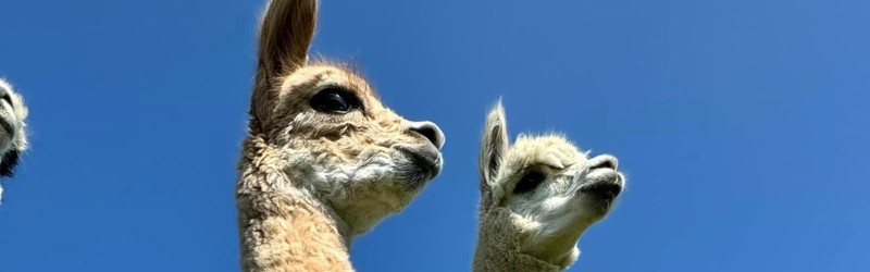 To Alpacaer